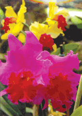 Orchids in bloom, Oahu, Hawaii Oahu, Hawaii, orchids in bloom